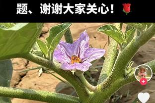 ?突然抛起来！哈登系列赛前三场抛投仅4中1 本场末节6中5